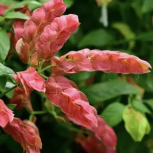 Red Shrimp Plant Live Plant – Beloperone guttata – 3 Pack Starter Plants 4-6 Inches Tall - Image 1