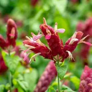 Red Shrimp Plant Live Starter Plants, 3-Pack, 4-6in Tall, Beloperone guttata, Outdoor/Indoor Tropical - Image 2