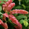 Red Shrimp Plant Live Starter Plants, 3-Pack, 4-6in Tall, Beloperone guttata, Outdoor/Indoor Tropical - Image 1