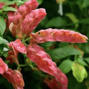 Red Shrimp Plant Live Starter Plants, 3-Pack, 4-6in Tall, Beloperone guttata, Outdoor/Indoor Tropical - Image 1