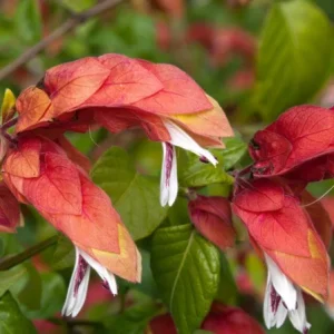 Red Shrimp Plant Live Starter Plants, 3-Pack, 4-6in Tall, Beloperone guttata, Outdoor/Indoor Tropical - Image 4