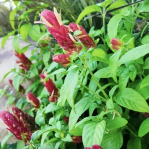 Red Shrimp Plant Live Starter Plants, 3-Pack, 4-6in Tall, Beloperone guttata, Outdoor/Indoor Tropical - Image 5