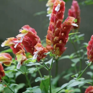 Red Shrimp Plant Live Starter Plants, 3-Pack, 4-6in Tall, Beloperone guttata, Outdoor/Indoor Tropical - Image 6