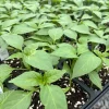 Red Sriracha Chili Live Plant - Super Hot Pepper (3-Pack) - Indoor/Outdoor - Image 1