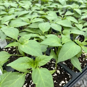 Red Sriracha Chili Live Plant - Super Hot Pepper (3-Pack) - Indoor/Outdoor - Image 1