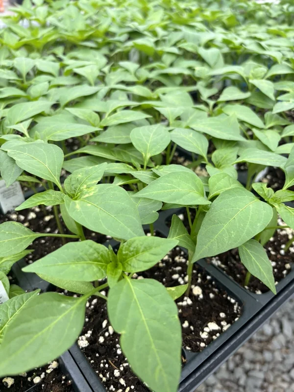 Red Sriracha Chili Live Plant - Super Hot Pepper (3-Pack) - Indoor/Outdoor - Image 1