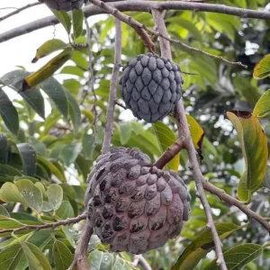 Red Sugar Apple Live Plant – 8-12 inch Half Gallon – Annona Squamosa – Outdoor Fruit Tree - Image 2