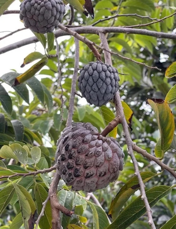 Red Sugar Apple Live Plant – 8-12 inch Half Gallon – Annona Squamosa – Outdoor Fruit Tree - Image 2