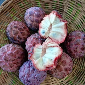 Red Sugar Apple Live Plant – 8-12 inch Half Gallon – Annona Squamosa – Outdoor Fruit Tree - Image 3