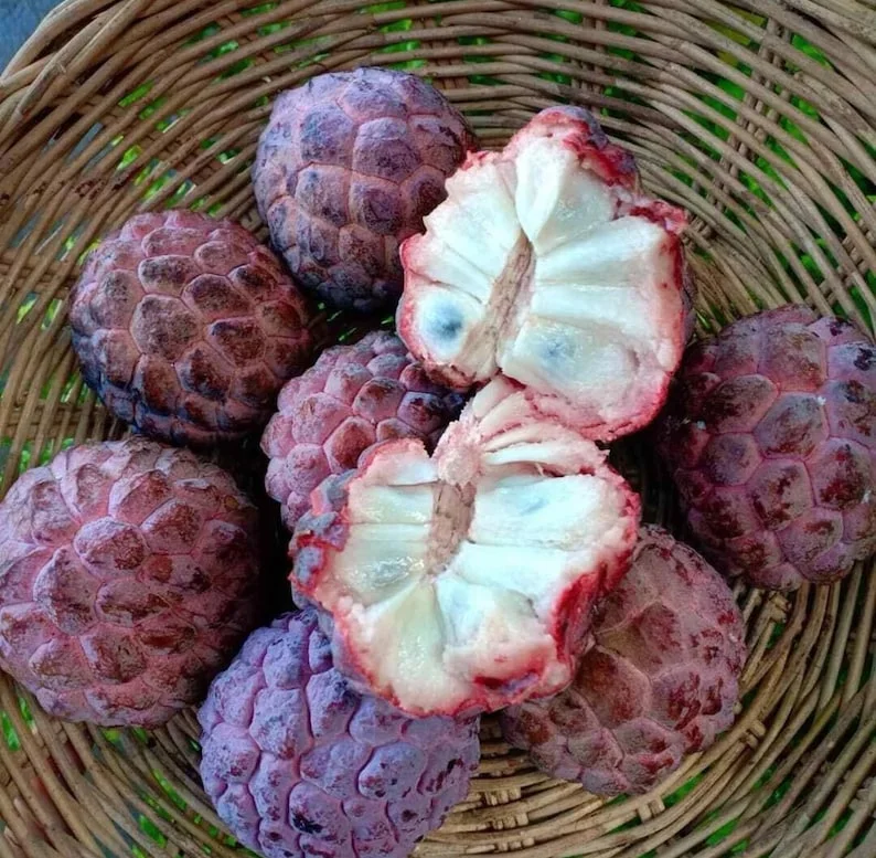 Red Sugar Apple Live Plant – 8-12 inch Half Gallon – Annona Squamosa – Outdoor Fruit Tree - Image 3