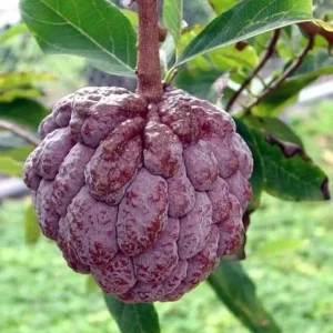 Red Sugar Apple Live Plant – 8-12 inch Half Gallon – Annona Squamosa – Outdoor Fruit Tree - Image 1