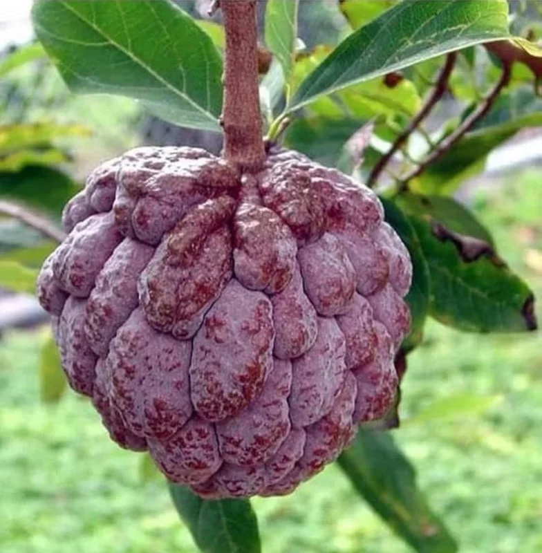 Red Sugar Apple Live Plant – 8-12 inch Half Gallon – Annona Squamosa – Outdoor Fruit Tree - Image 1