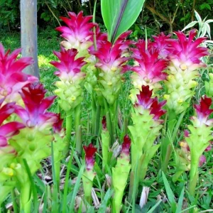 Red Turmeric Rhizomes 4oz - Curcuma Longa - Fast Growing Root for Culinary & Ornamental Use - Image 1