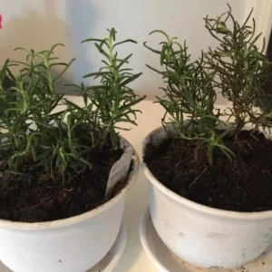 Rex Rosemary Live Plant – 2 Pack – Rosmarinus officinalis 'Rex' – Culinary Herb – Outdoor - Image 2
