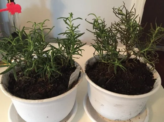 Rex Rosemary Live Plant – 2 Pack – Rosmarinus officinalis 'Rex' – Culinary Herb – Outdoor - Image 2