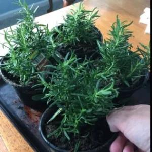 Rex Rosemary Live Plant – 2 Pack – Rosmarinus officinalis 'Rex' – Culinary Herb – Outdoor - Image 3