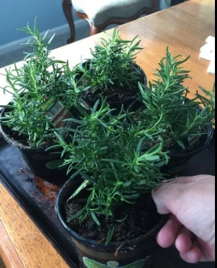 Rex Rosemary Live Plant – 2 Pack – Rosmarinus officinalis 'Rex' – Culinary Herb – Outdoor - Image 3