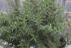 Rex Rosemary Live Plant – 2 Pack – Rosmarinus officinalis 'Rex' – Culinary Herb – Outdoor - Image 4