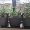 Rex Rosemary Live Plant – 2 Pack – Rosmarinus officinalis 'Rex' – Culinary Herb – Outdoor - Image 1