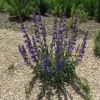 Rocky Mountain Penstemon Live Plant - Penstemon Strictus - Deep Lavender-Blue Flowers - Starter Plant - Image 1