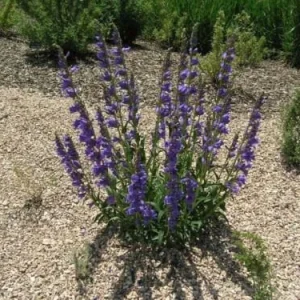 Rocky Mountain Penstemon Live Plant - Penstemon Strictus - Deep Lavender-Blue Flowers - Starter Plant - Image 1