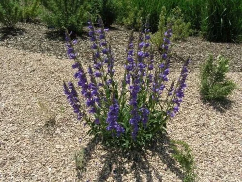 Rocky Mountain Penstemon Live Plant - Penstemon Strictus - Deep Lavender-Blue Flowers - Starter Plant - Image 1