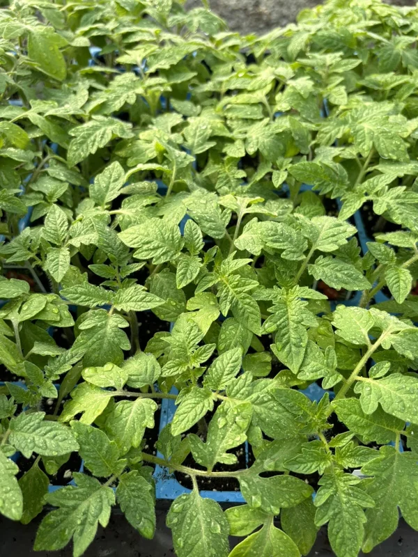 Roma Tomato Live Plants, Set of 3, 6-10 inches Tall, 60+ Days Old, Outdoor - Image 1