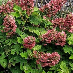 Ruby Slippers Oakleaf Hydrangea Live Plant - 7-12 Inch Tall Shrub - Image 1