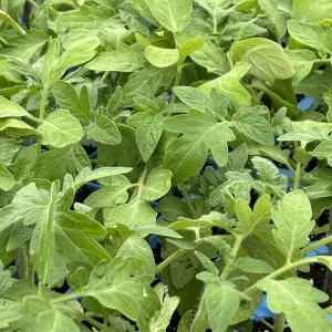 Rutgers Tomato Live Plant (2-Pack) - Heirloom Indeterminate, 6-10 inches Tall - Image 1