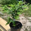Sabara Jaboticaba Live Plant – 10-12 inch, 1 Gallon Pot – Outdoor Fruit Tree - Image 1