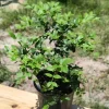 Sabara Jaboticaba Live Plant – 4 inch Pot – Fruit Tree – Outdoor - Image 1