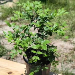Sabara Jaboticaba Live Plant – 4 inch Pot – Fruit Tree – Outdoor - Image 1