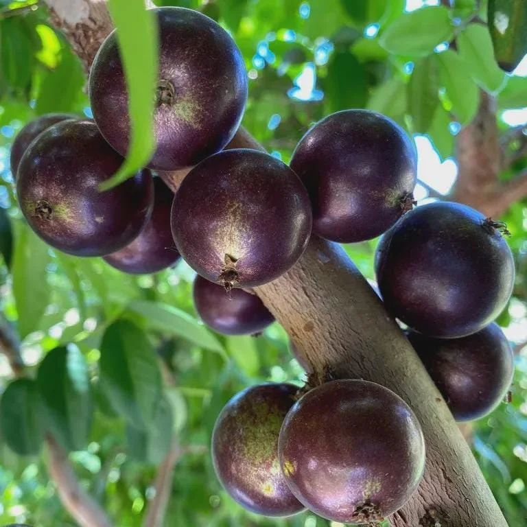 Sabara Jaboticaba Live Plant – Half Gallon Pot – 8-12in Tall – Outdoor Fruit Tree - Image 2