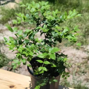 Sabara Jaboticaba Live Plant – Half Gallon Pot – 8-12in Tall – Outdoor Fruit Tree - Image 3