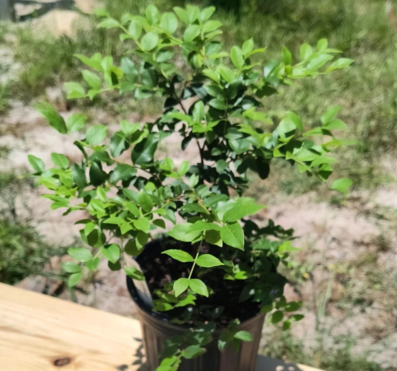 Sabara Jaboticaba Live Plant – Half Gallon Pot – 8-12in Tall – Outdoor Fruit Tree - Image 3