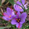 Saffron Crocus Corms - 25+ Pack Fresh Harvest - Grow Your Own Spice - Indoor/Outdoor - Image 1