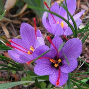 Saffron Crocus Corms - 25+ Pack Fresh Harvest - Grow Your Own Spice - Indoor/Outdoor - Image 1