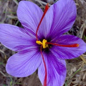 Saffron Crocus Corms - 25+ Pack Fresh Harvest - Grow Your Own Spice - Indoor/Outdoor - Image 2