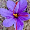 Saffron Crocus Seeds - 15+ Fresh Harvest Crocus Sativus Seeds for Spice Cultivation - Image 1