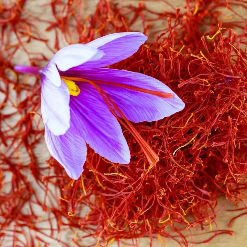 Saffron Crocus Seeds (Crocus sativus) - 50 Count | Grow Your Own Spice - Image 2