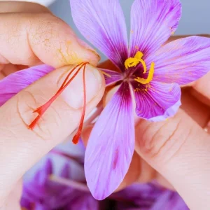 Saffron Crocus Seeds (Crocus sativus) - 50 Count | Grow Your Own Spice - Image 3