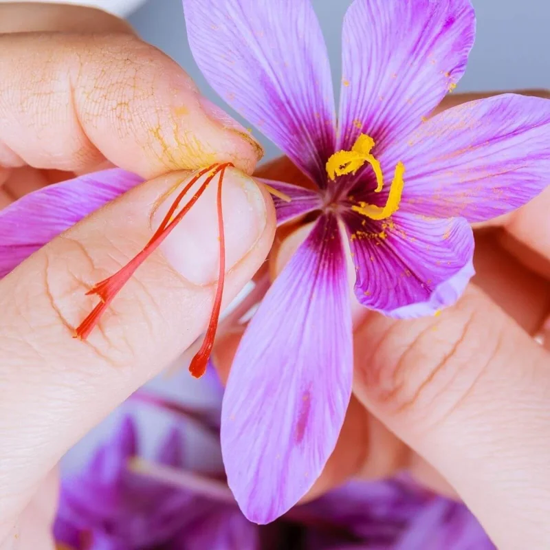 Saffron Crocus Seeds (Crocus sativus) - 50 Count | Grow Your Own Spice - Image 3