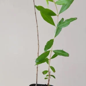 Salavatski Pomegranate Tree - Cold Hardy Punica Granatum Live Plant - Fruit Tree - Image 2