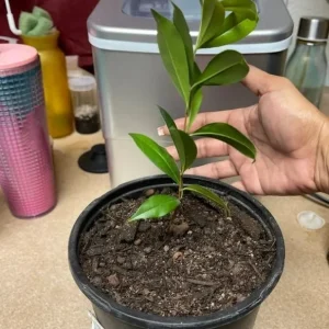Salavatski Pomegranate Tree - Cold Hardy Punica Granatum Live Plant - Fruit Tree - Image 3
