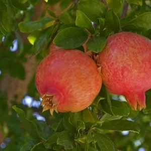 Salavatski Pomegranate Tree - Cold Hardy Punica Granatum Live Plant - Fruit Tree - Image 5