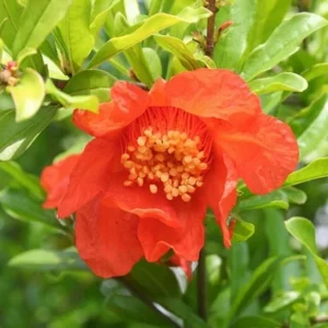 Salavatski Pomegranate Tree - Cold Hardy Punica Granatum Live Plant - Fruit Tree - Image 6