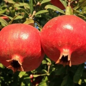 Salavatski Pomegranate Tree - Cold Hardy Punica Granatum Live Plant - Fruit Tree - Image 7