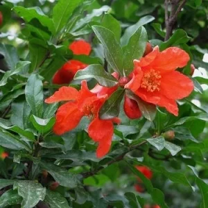 Salavatski Pomegranate Tree - Cold Hardy Punica Granatum Live Plant - Fruit Tree - Image 8