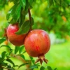 Salavatski Pomegranate Tree - Cold Hardy Punica Granatum Live Plant - Fruit Tree - Image 1