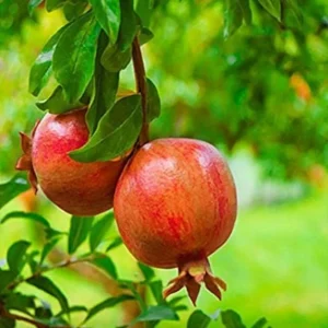 Salavatski Pomegranate Tree - Cold Hardy Punica Granatum Live Plant - Fruit Tree - Image 1